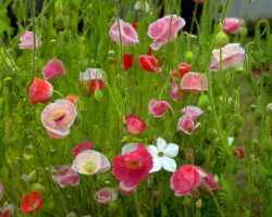 Wildflowers