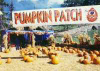 The Pumpkin Patch