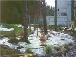 Xeriscape